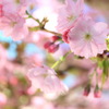 八重桜