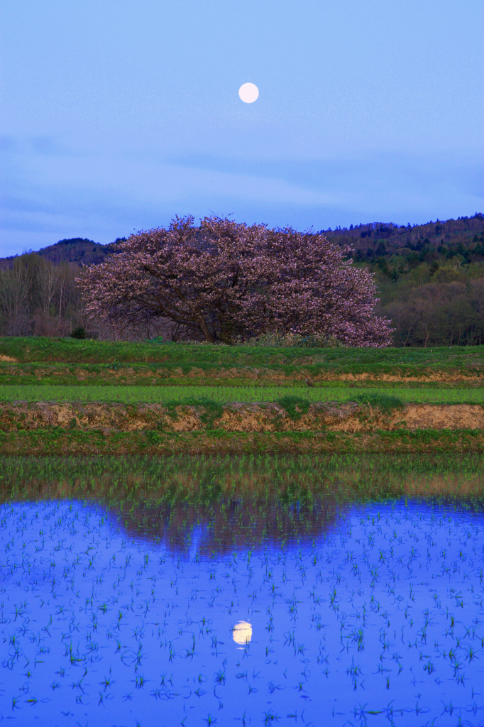 宵の月