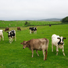 Mooooo!