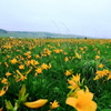 北に咲く
