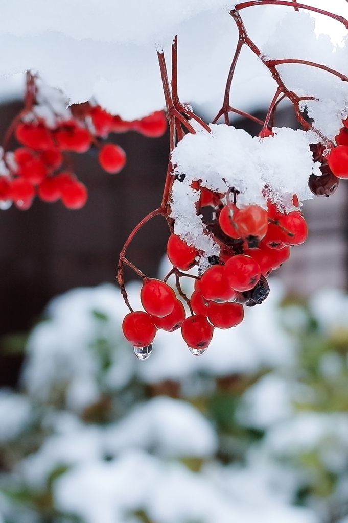 初雪の日