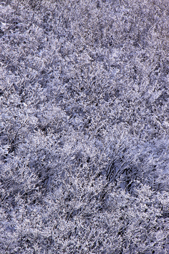 枝雪