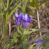 花０９竜胆