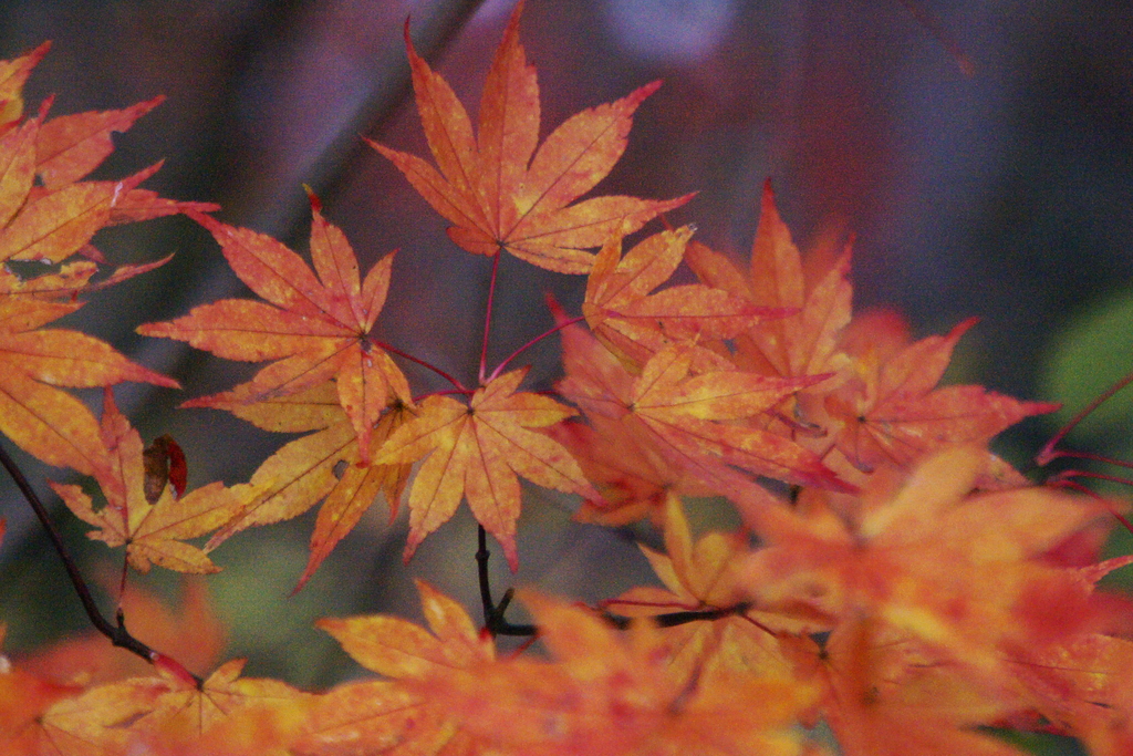 紅葉（橙）