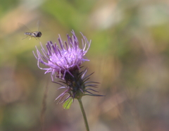 花０９薊