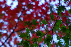 厳美渓０９秋椛