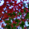 厳美渓０９秋椛