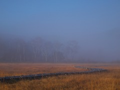 朝霧の尾瀬ヶ原ー白樺が見え始めた