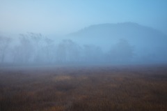 朝霧の尾瀬ヶ原(見え始めた林)