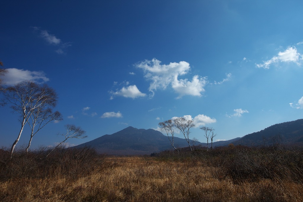 晩秋の尾瀬ヶ原(白樺と燧ヶ岳)