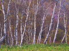 晩秋の尾瀬ヶ原ー白樺林