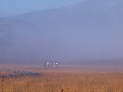 朝霧の尾瀬ヶ原ー霧の中を行く