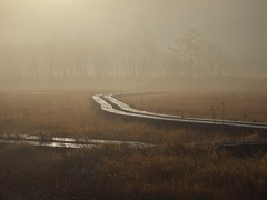朝霧の尾瀬ヶ原ー朝日に光る木道