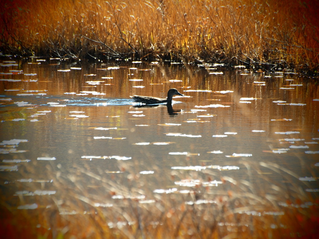 池糖の中のカルガモ4