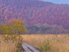 晩秋の尾瀬ヶ原ー枯れ野2