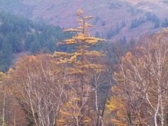 晩秋の尾瀬ヶ原ー至仏山を背景に
