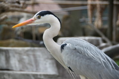 Ardea cinerea