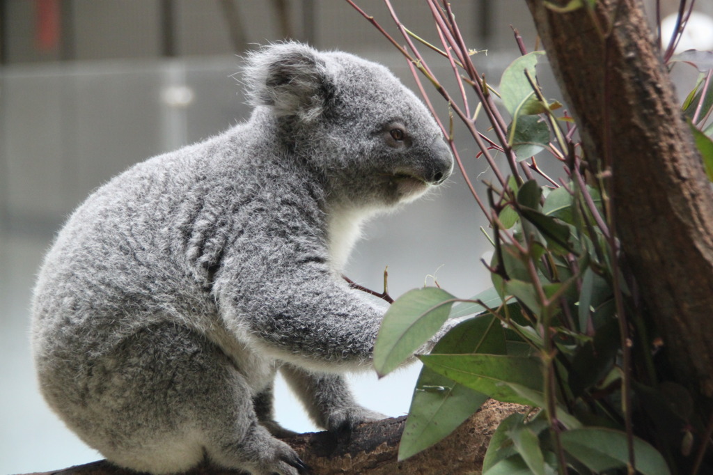 Phascolarctos cinereus