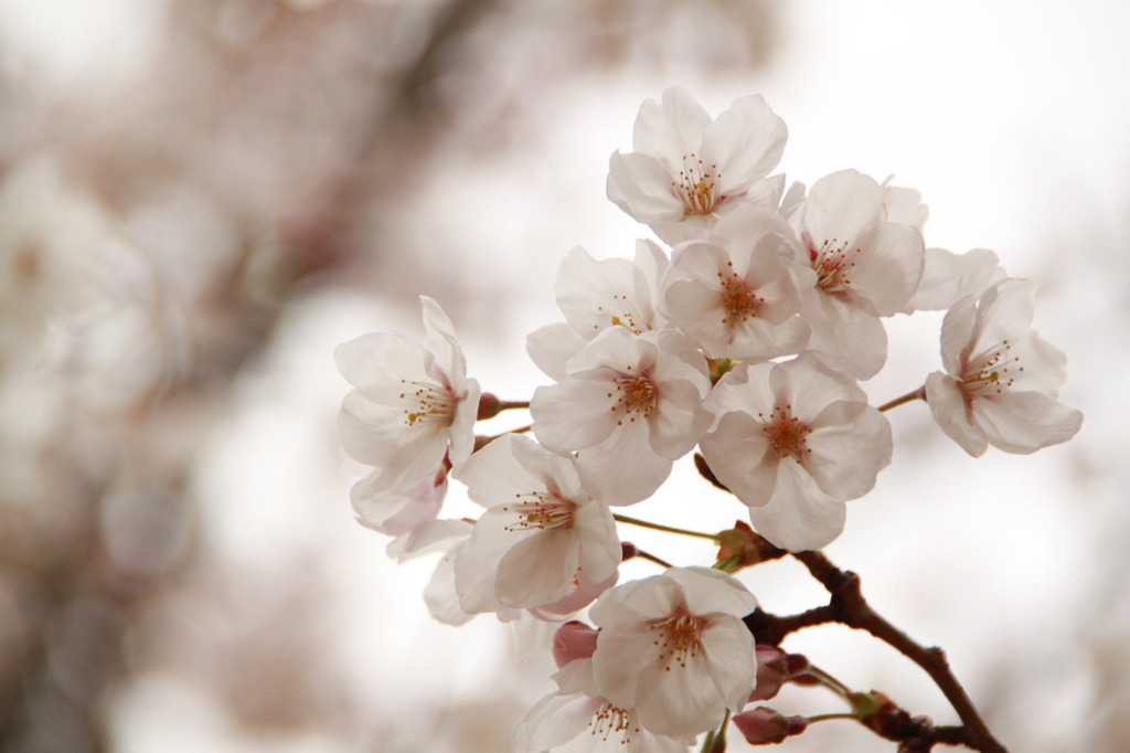 Cherry blossom