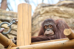 Pongo pygmaeus pygmaeus-2