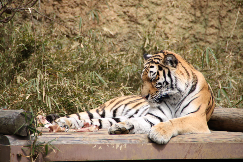 Panthera tigris altaica
