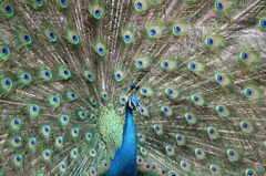 Pavo cristatus