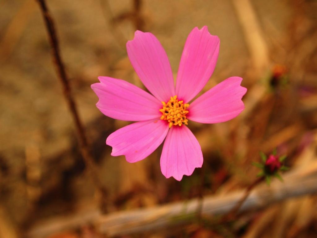 河原に咲く花