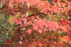 紅葉