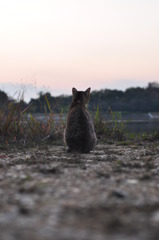 野良猫019