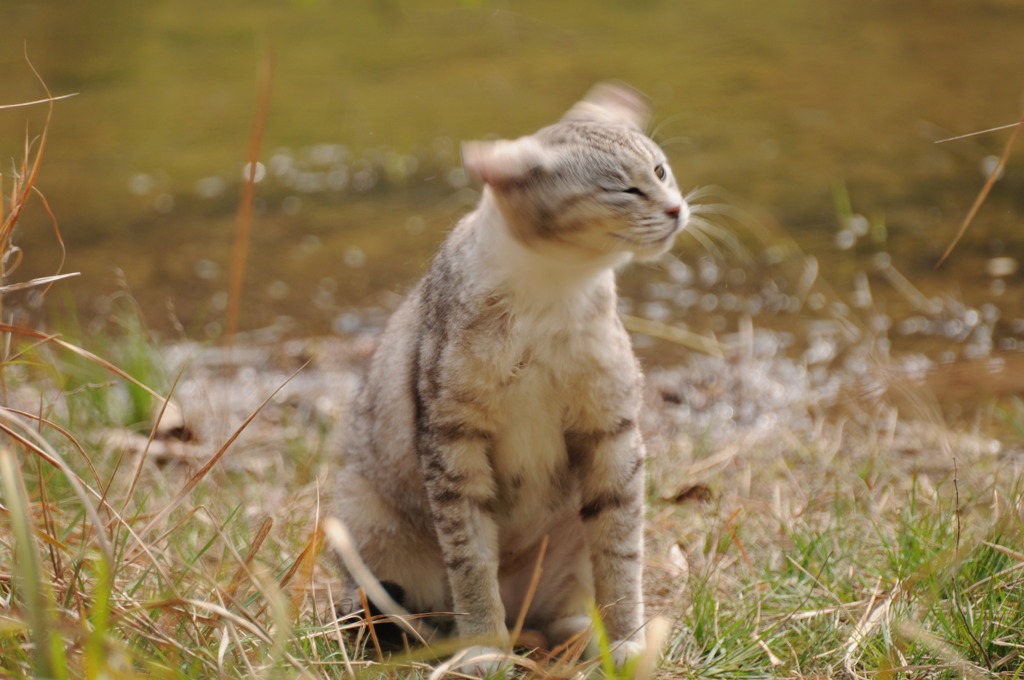 野良猫012