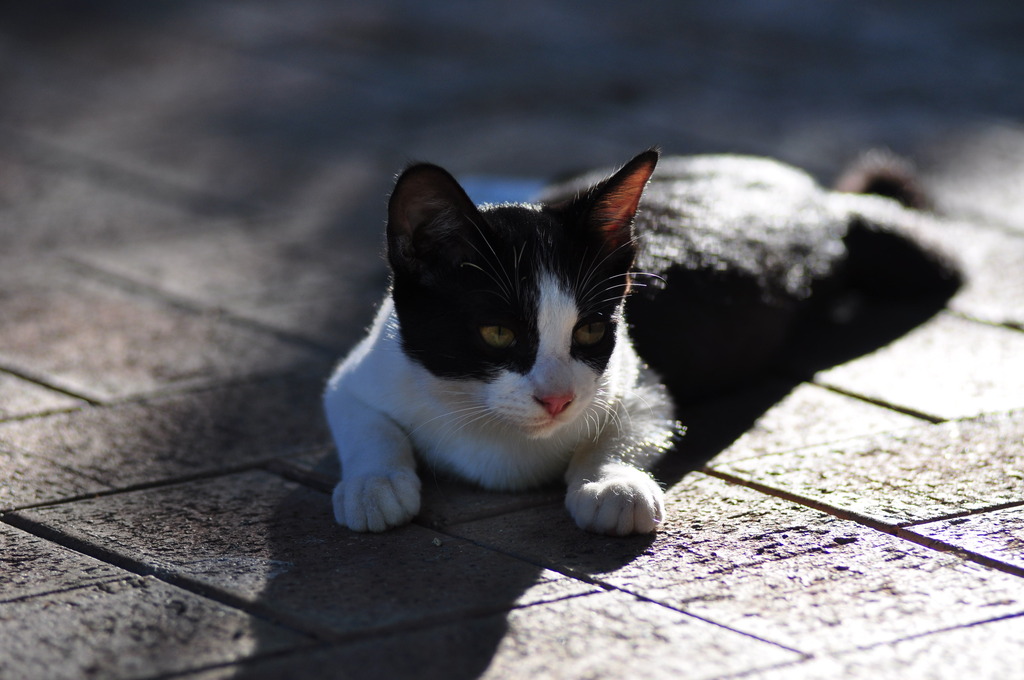 野良猫001