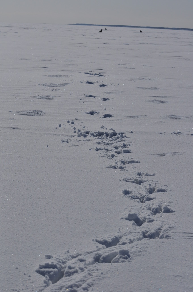 氷上の滑走路