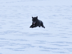 飛ぶ雑種犬！