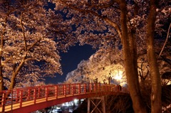sakura 春日公園