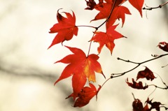 momiji