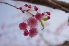 しだれ桜