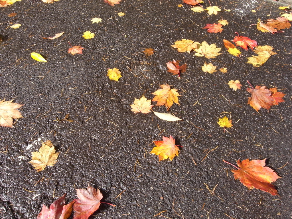 紅葉じゅうたん