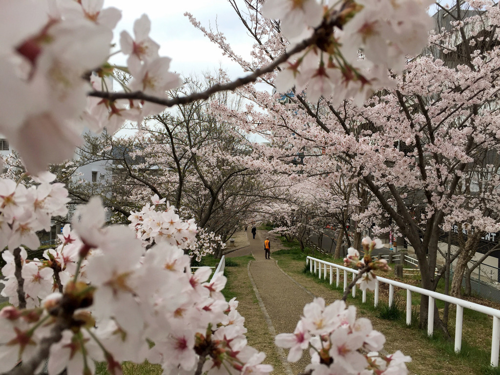 大阪の桜