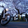 桜と小雨と改造バイク