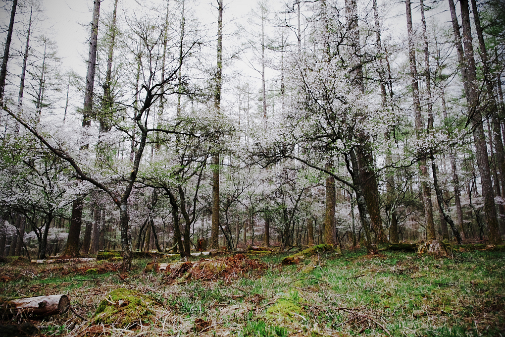 霜桜