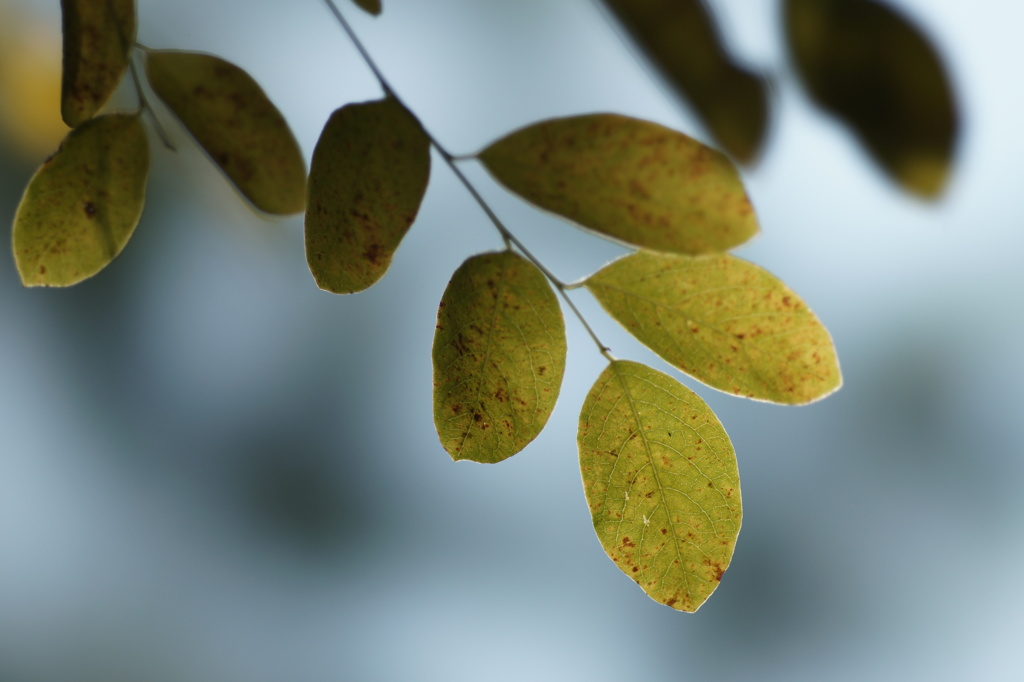 leaves