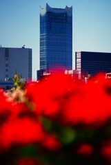 赤い花影と新宿高層ビル群