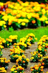 黄色の花々