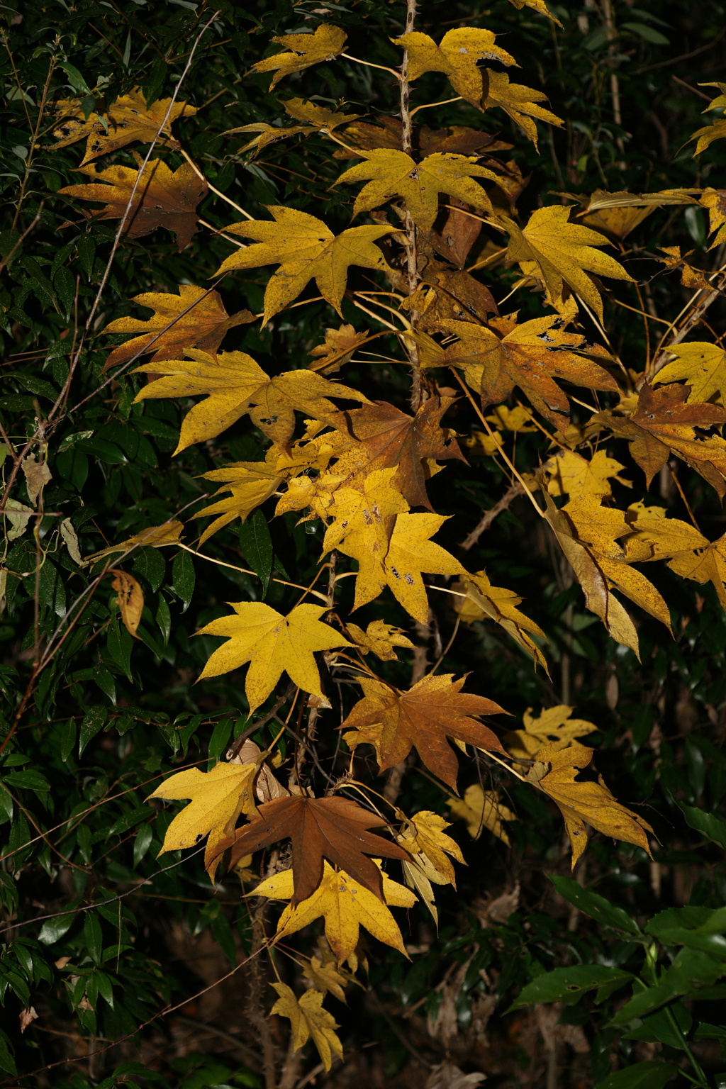 leaves