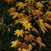 leaves