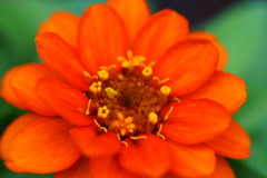 花壇の花　9