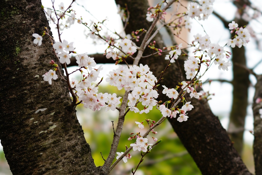 cherry blossom