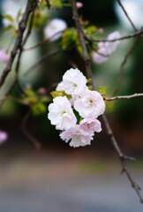 新宿御苑の桜