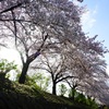 桜並木　②