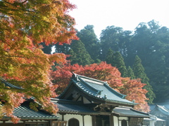 大雄山最乗寺　紅葉